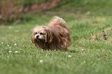 LHASSA APSO 285